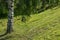 White birch trunk and low descending branches over the slope