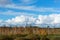 White birch trunks on wetland, Sunny autumn day in the swamp, blue sky, white clouds