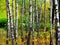 White birch trunks and yellowing forest