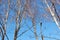 White birches branches without leaves and old rusty lantern against blue sky background