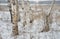 White birches in winter field