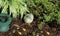 White bird at the butterfly conservatory