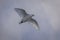 White bird called Antartic pigeon - chionis albus â€“ in flight with extended wings and sunlight throught itÂ´s feathers