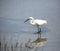 white bird called Littel egret in the pond