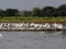 white bird egret in rice farmming and water refection