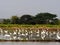 white bird egret in rice farmming and water refection