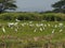 white bird egret in rice farmming and water refection