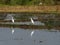 white bird egret in rice farmming and water refection