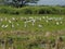 white bird egret in rice farmming and water refection