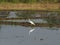 white bird egret in rice farmming and water refection