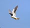 white bird flying with its wings full open in the blue sky