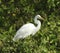 White bird in the french guiana forest