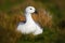 White bird in the green grass. Goose in the grass. Wild white Upland goose, Chloephaga picta, in the nature habitat, Argentina.