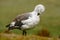 White bird with long neck. White goose in the grass. White bird in the green grass. Goose in the grass. Wild white Upland goose, C