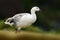 White bird with long neck. White goose in the grass. White bird in the green grass. Goose in the grass. Wild white Upland goose, C