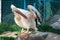 White bird pelican cleans feather wings with big yellow peak