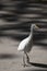 White bird portrait walking on a urban tarmac ground