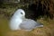 White Bird in the rock nest with grass. Northern Fulmar, Fulmarus glacialis, nesting on the dark cliff. Two white sea birds in the