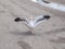 White bird seagull posing on a street