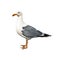 White bird seagull standing