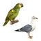White bird seagull, Yellow Naped Amazon Parrot