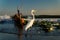 White bird standing hunting fish on the seashore at sunset