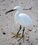 White bird standing on sand with shells