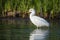 White bird stands gracefully in serene waters, a tranquil image