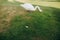 white bird swan looks fallen feather grass