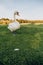 white bird swan looks fallen feather grass