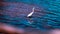 White bird under water observing