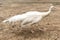 the white bird is walking in dirt area by itself with his tail spread out