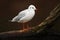 White bird in the white river habitat. Gull sitting on the branch. Black-headed Gull, Chroicocephalus ridibundus, in dark water