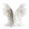 White bird wings with feathers, angel wings isolated on white close-up, for tattoo,