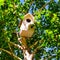 White birdhouse, birch, tree, foliage