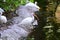 White birds eating along the shore