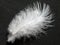 White birds feather on black background