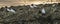 White birds standing at rocky beach