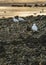 White birds standing at rocky beach