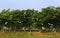 White birds with tree row in the bird Sanctuary