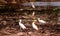 White birds walking around the harvested rice field and watching for food, little insects and fish in the countryside.