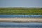 White birds on a wild sand beach in the Danube Delta