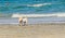 White bishon dog walking on the beach near blue water waves