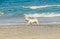 White bishon dog walking on the beach near blue water waves