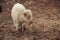 White bison standing with eyes closed