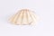 White bivalve with pink stripes