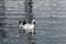 White and black Ancona Duck swimming alone