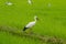 White and black asian openbill birds in rice filed