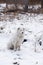 White and Black Australian Shepherd Sitting in the Snow