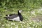 White and black barnacle goose resting